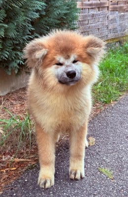 Les chiots de Akita
