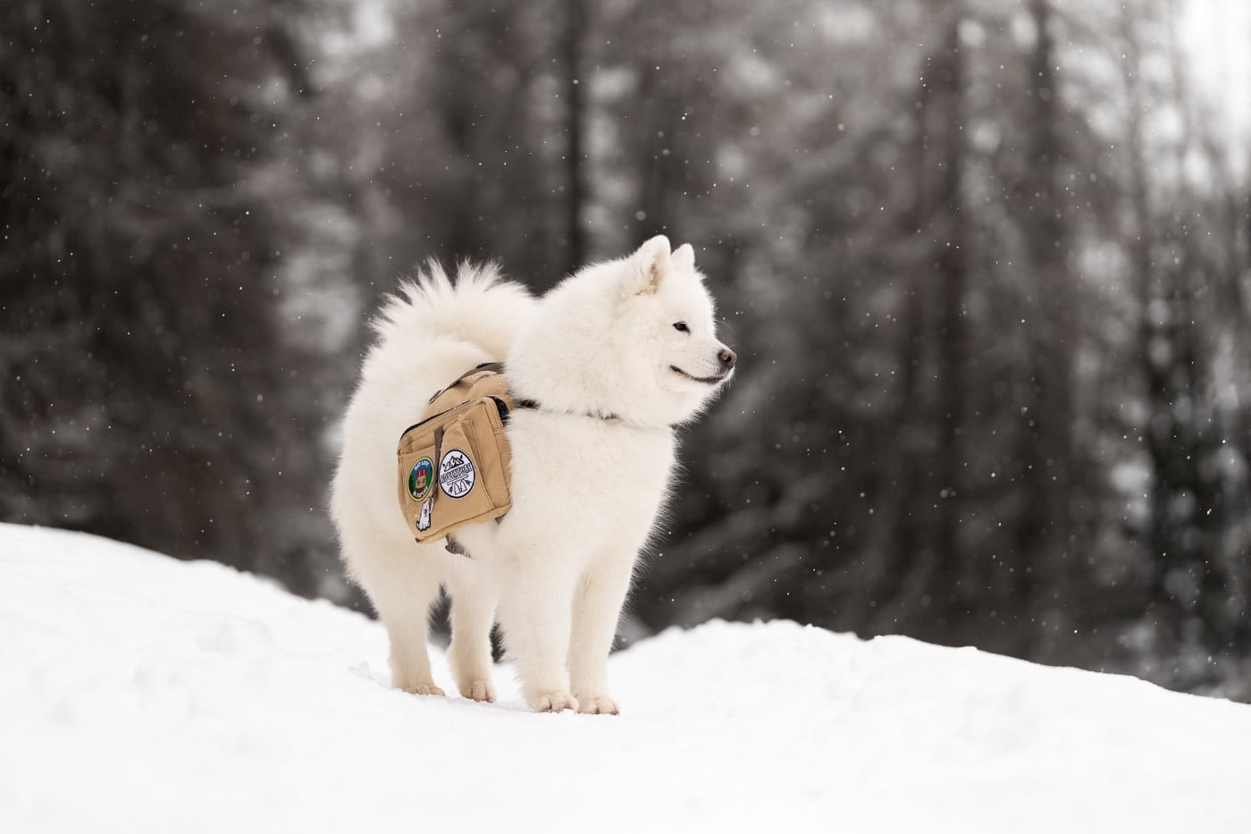 Publication : Des Noces De Coton