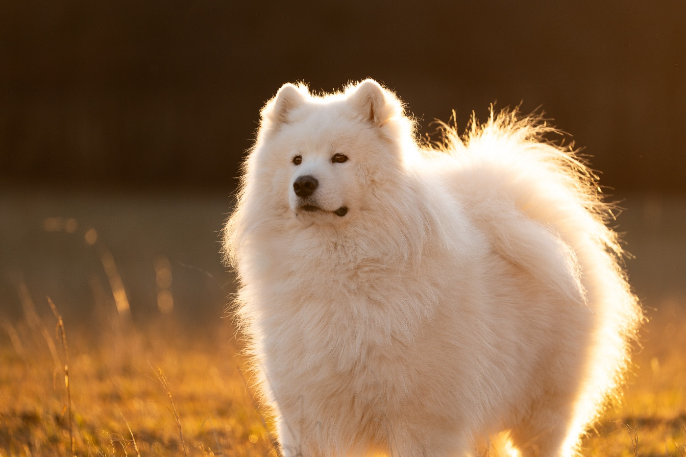 Publication : Des Noces De Coton