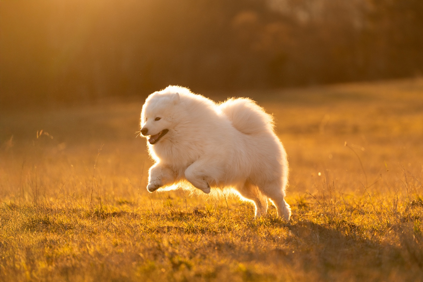Tesoro mio du chemin de la belle etoile