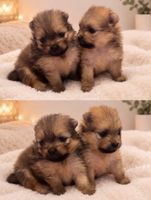 Les chiots de Spitz allemand