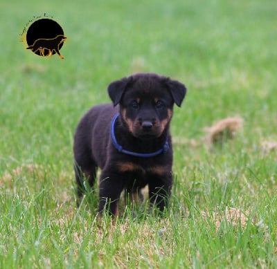 Du Songe De La Lune Noire