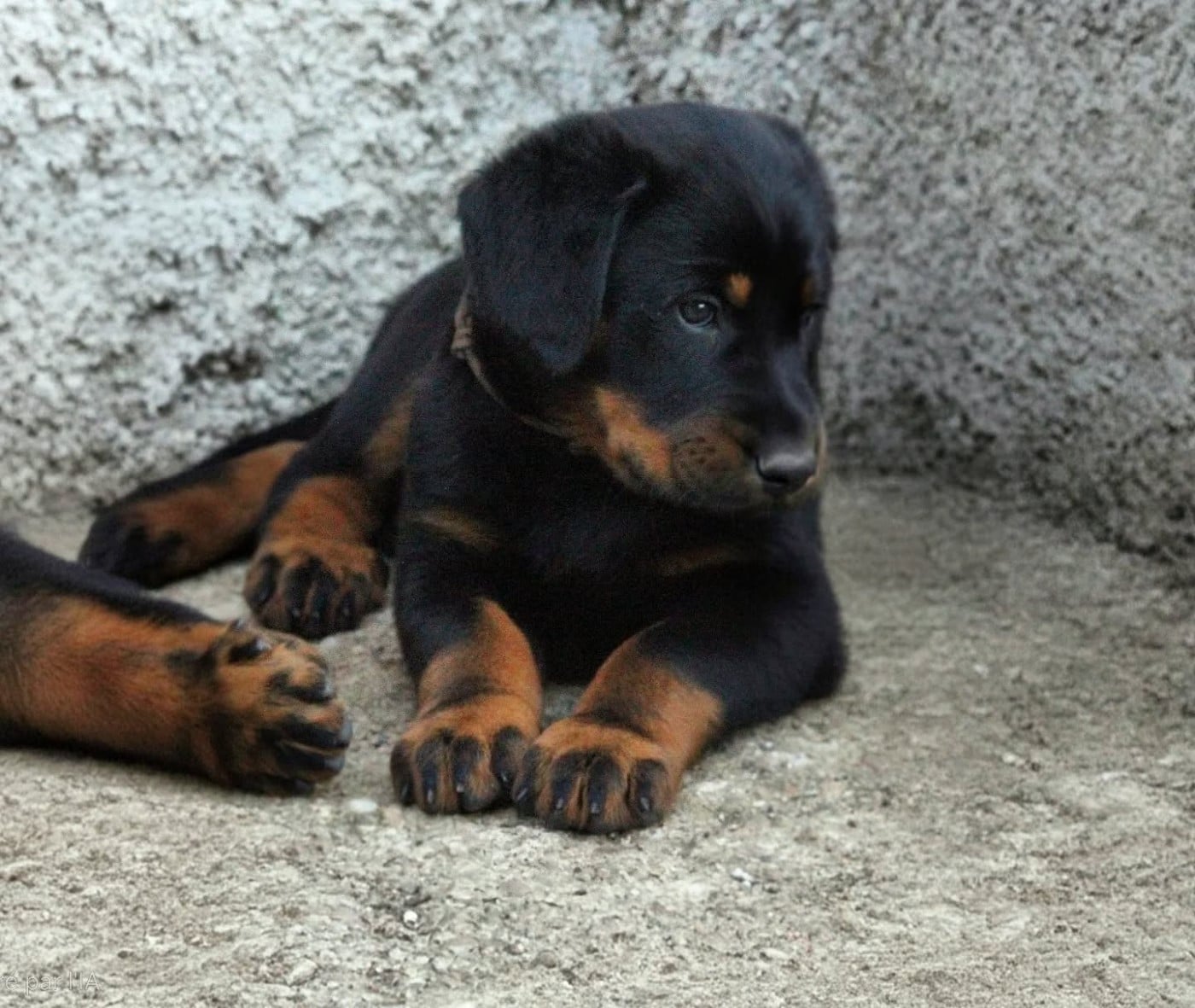 CHIOT 8 - Berger de Beauce