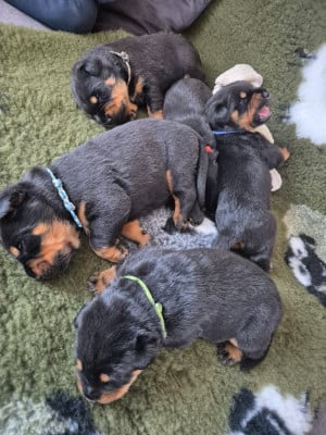 Les chiots de Berger de Beauce