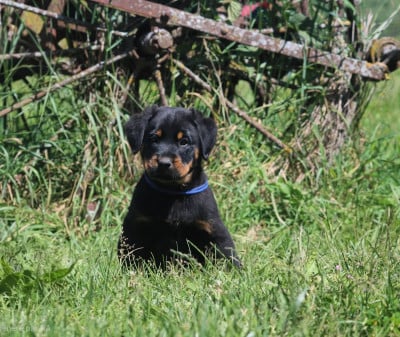 Les chiots de Berger de Beauce