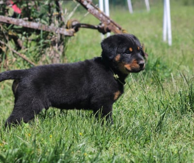 Les chiots de Berger de Beauce