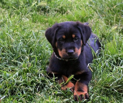 Les chiots de Berger de Beauce