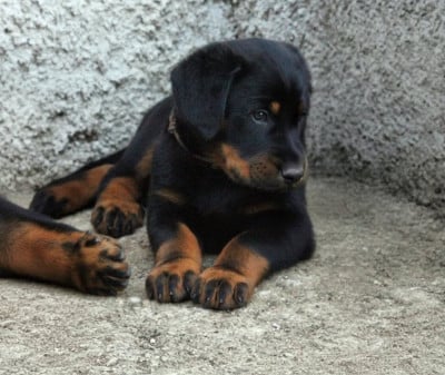 Les chiots de Berger de Beauce