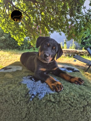 Les chiots de Berger de Beauce