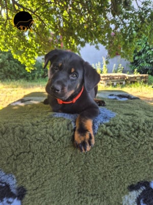 Les chiots de Berger de Beauce