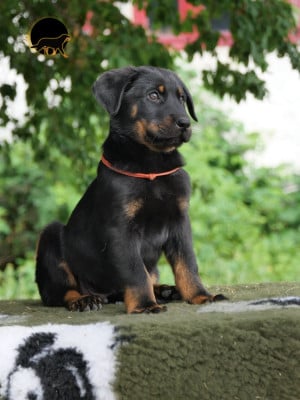 Les chiots de Berger de Beauce