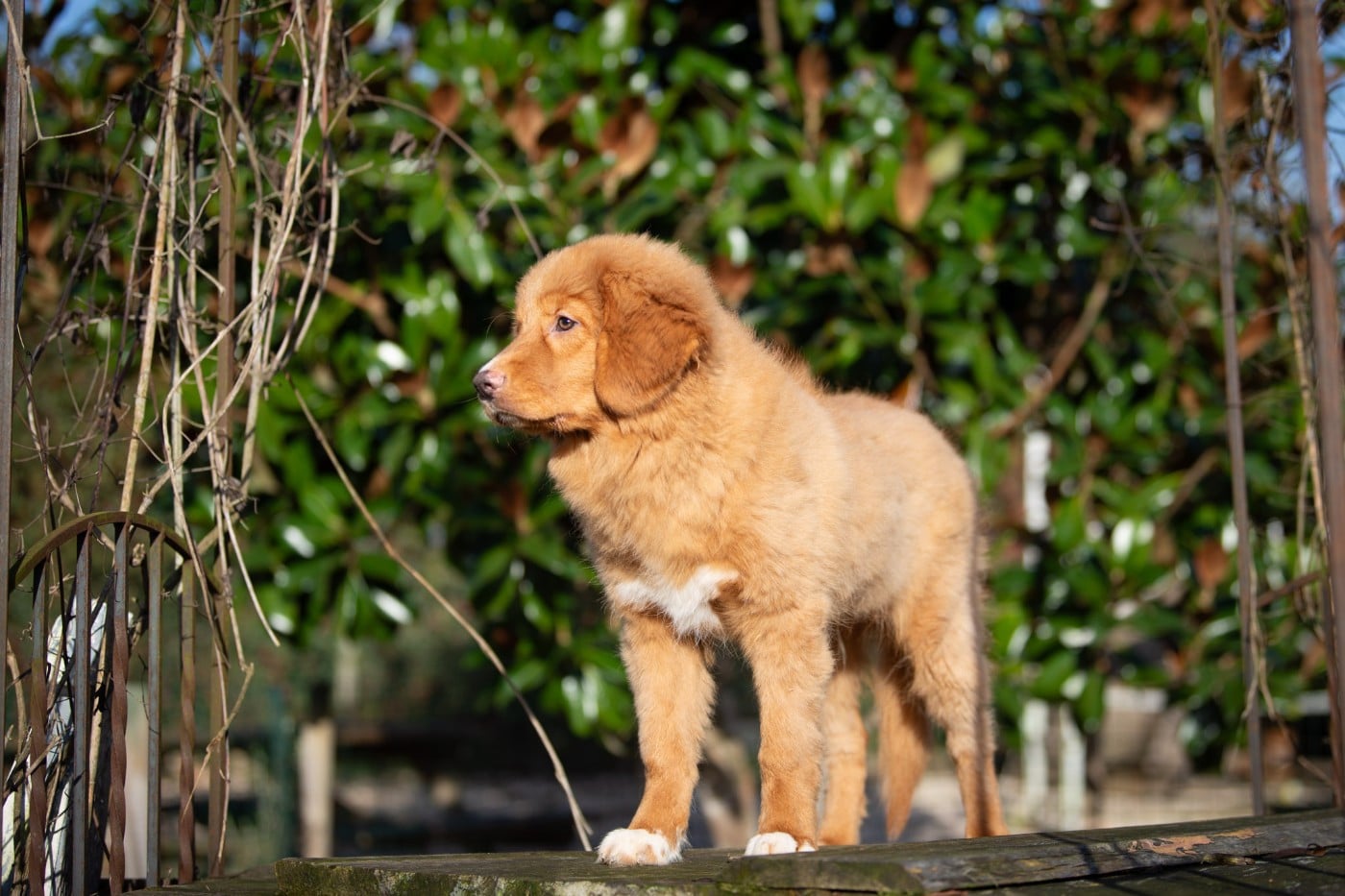 Publication : Red Fox Des Couleurs D'Autumn Auteur : Marion Pernet