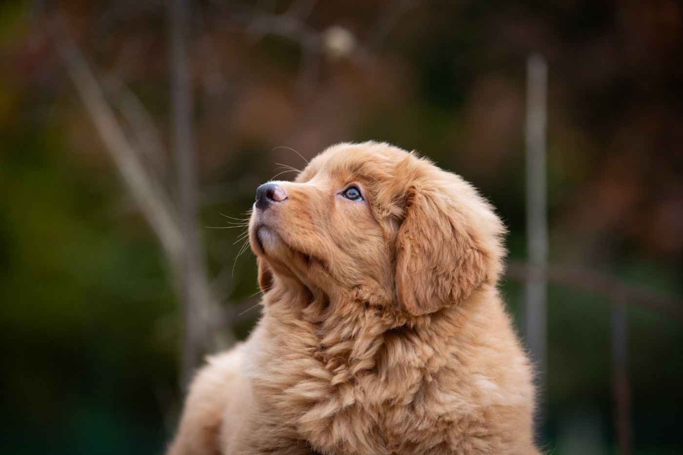 Publication : Red Fox Des Couleurs D'Autumn Auteur : Marion Pernet