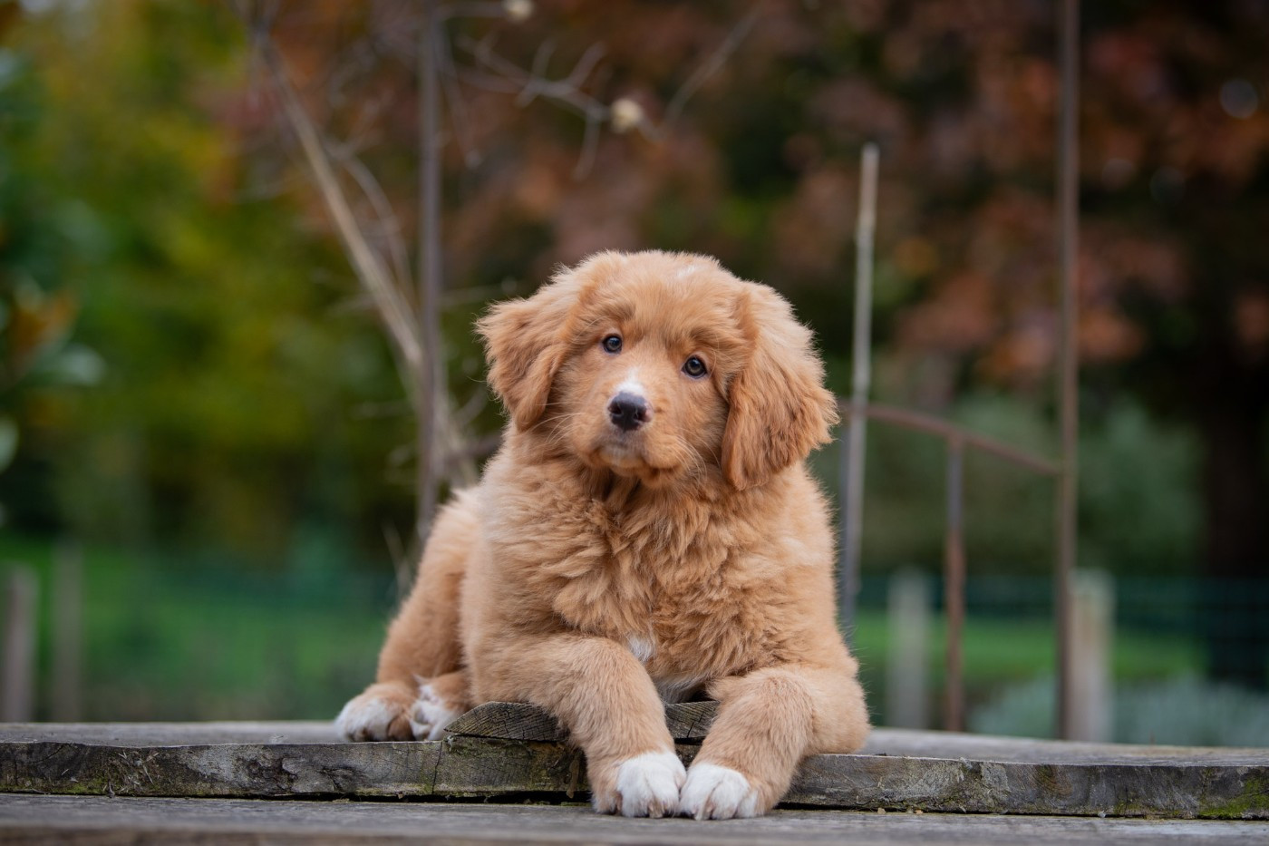 Publication : Red Fox Des Couleurs D'Autumn Auteur : Marion Pernet