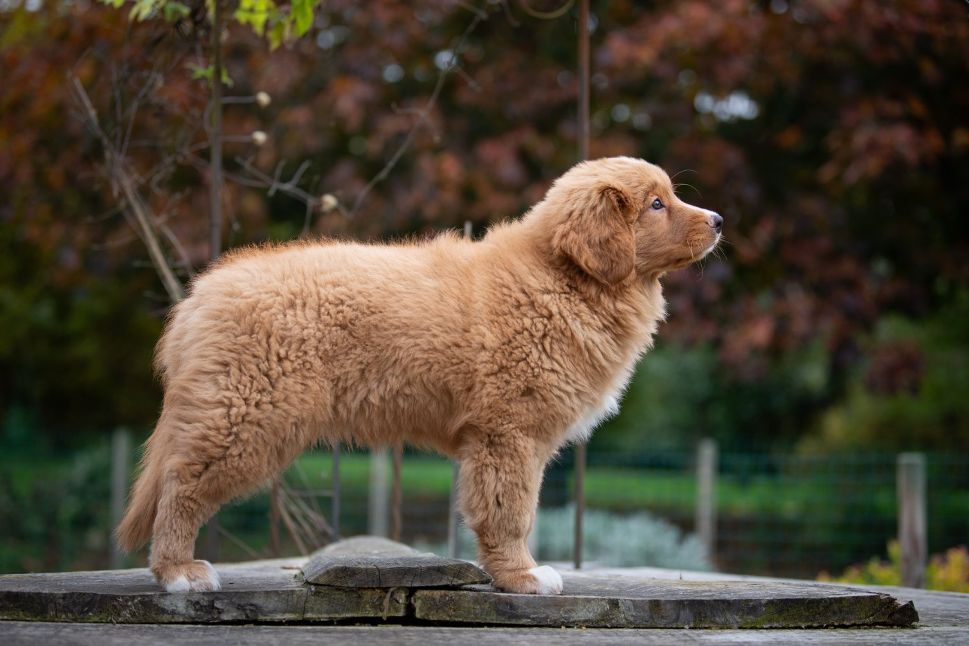 Publication : Red Fox Des Couleurs D'Autumn Auteur : Marion Pernet