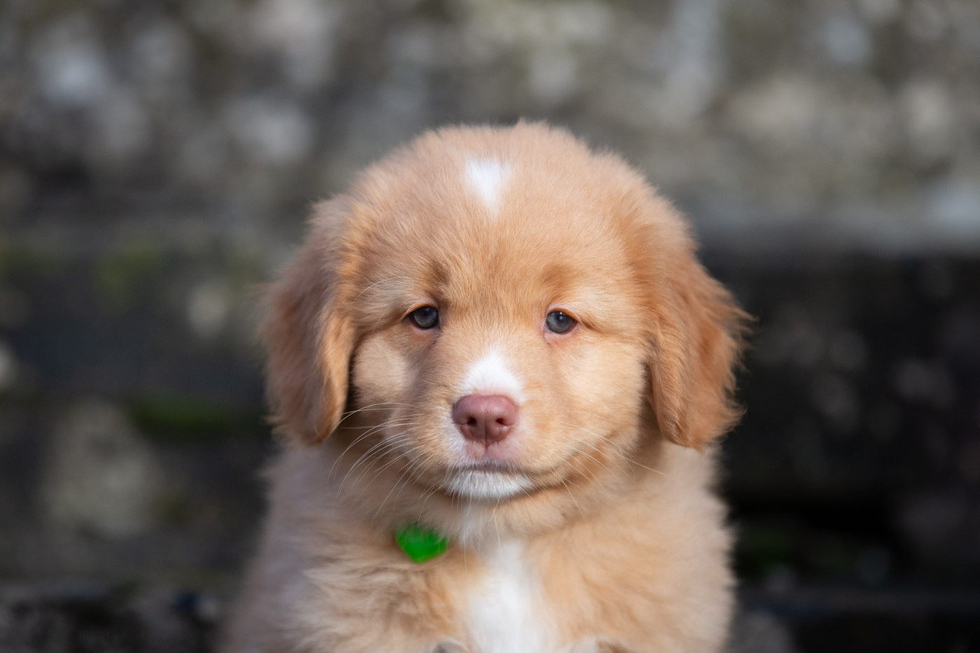 A'Baouw (Femelle collier Vert)