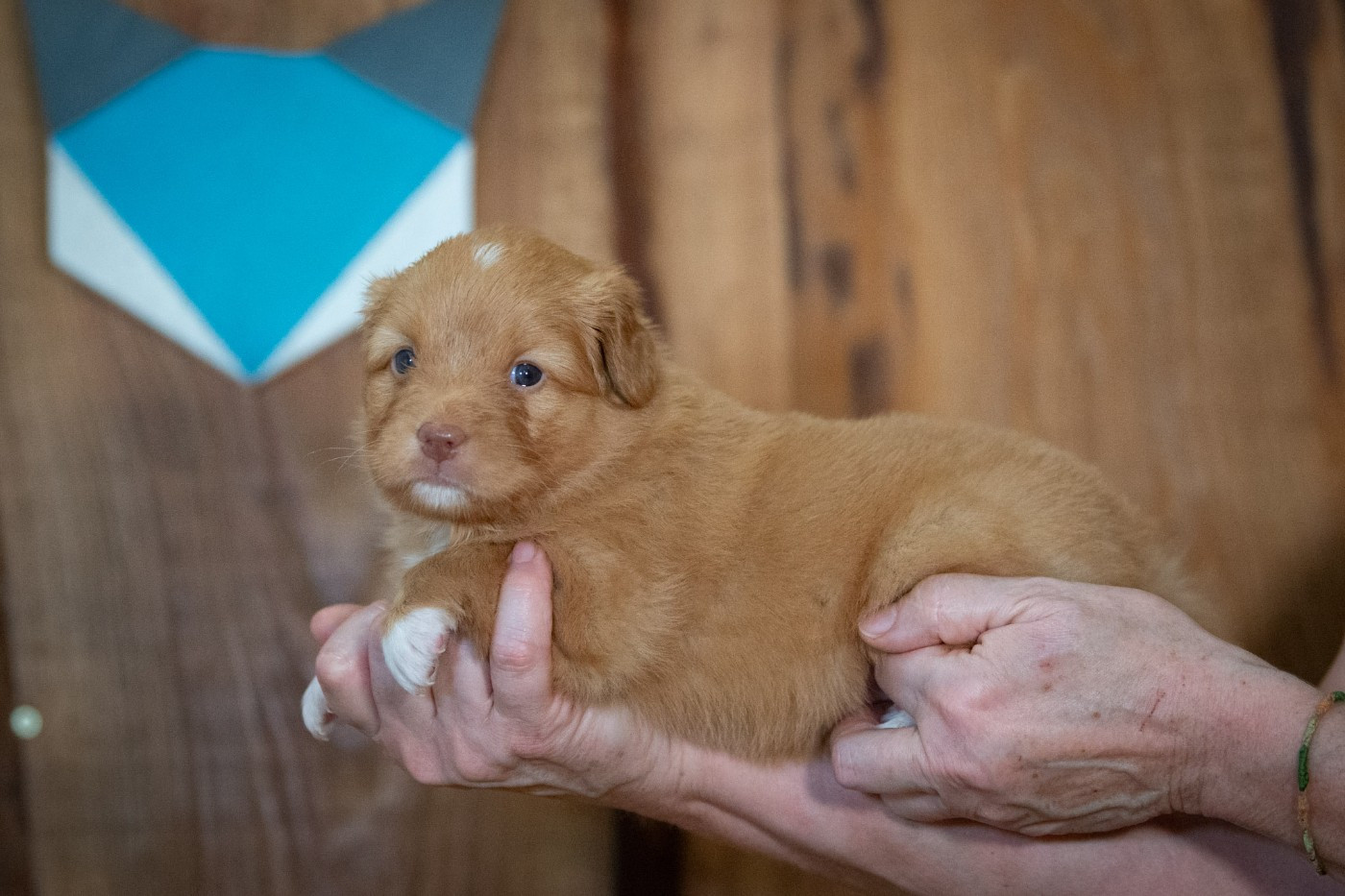 Achab (Femelle collier Bleu)