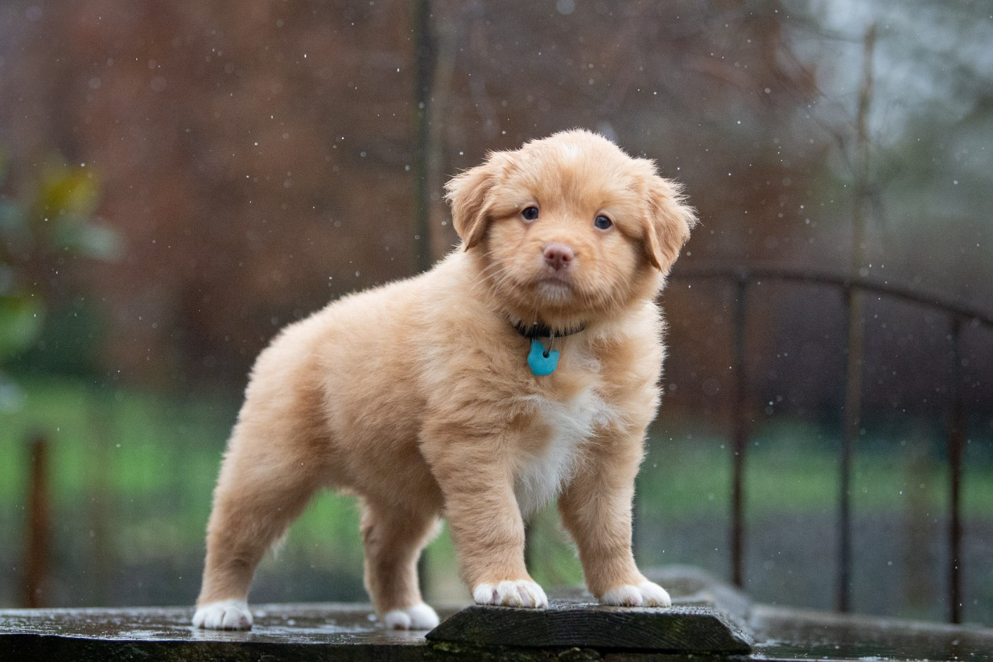 Achab (Femelle collier Bleu)
