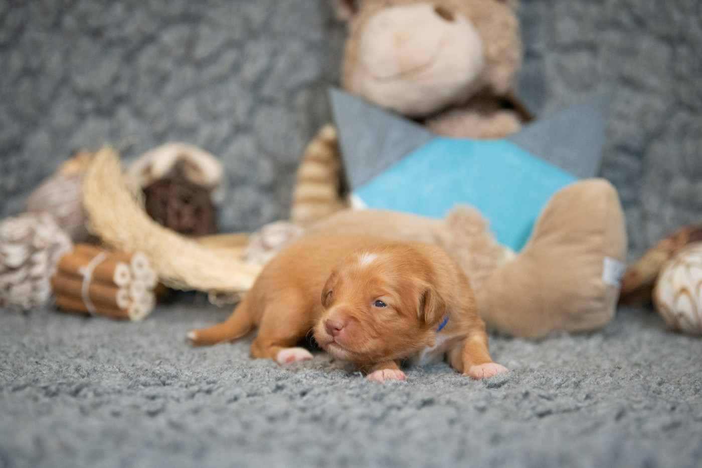 Achab (Femelle collier Bleu)