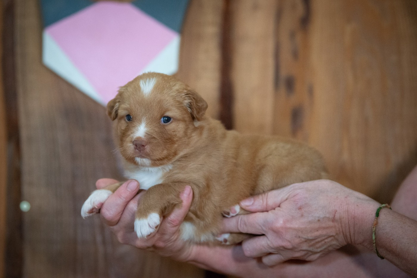 A'Lilas (Femelle collier Rose)