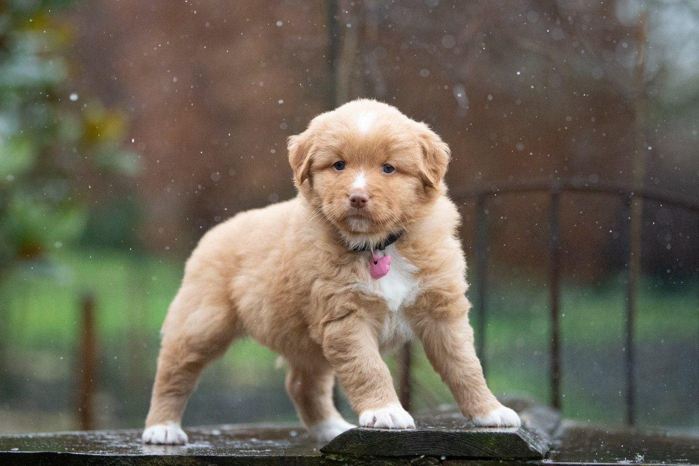 A'Lilas (Femelle collier Rose)