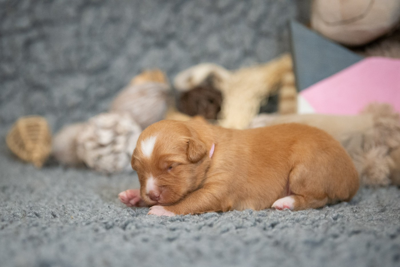 A'Lilas (Femelle collier Rose)