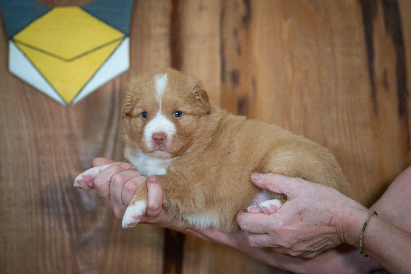 A'Kiara (Femelle collier Jaune)