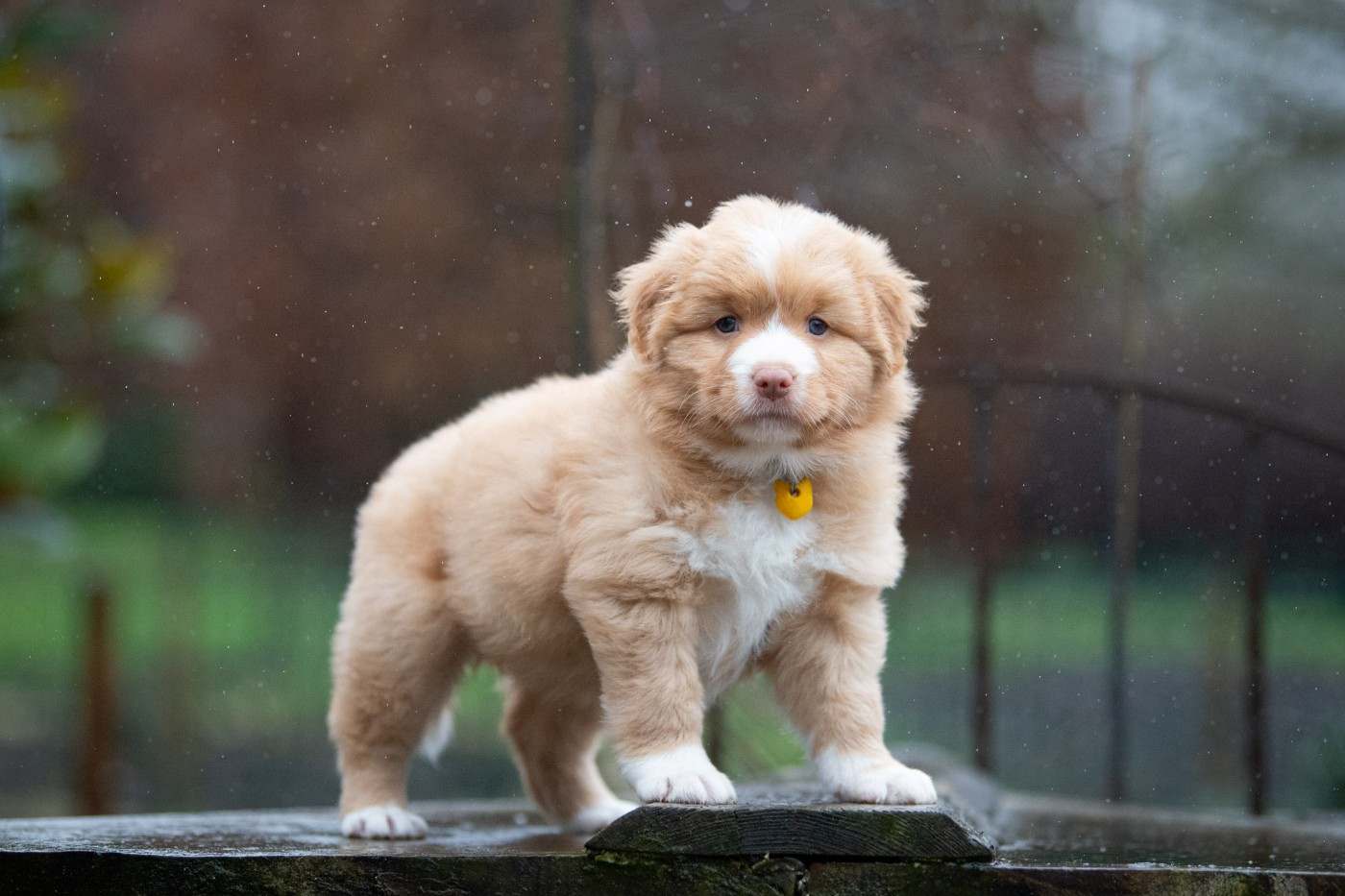 A'Kiara (Femelle collier Jaune)
