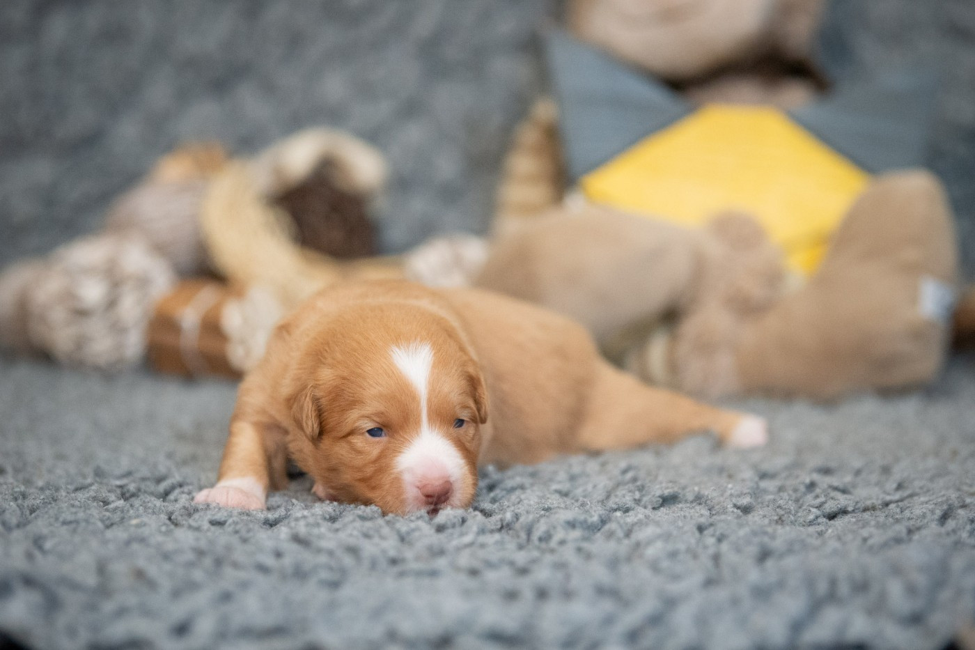 A'Kiara (Femelle collier Jaune)