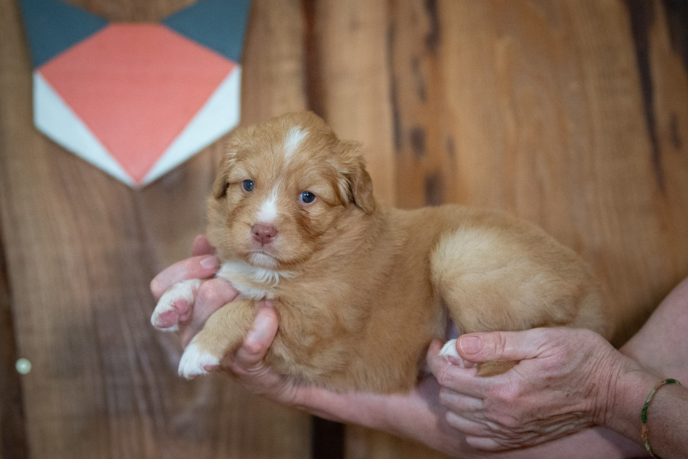 Aria (Femelle collier Orange)