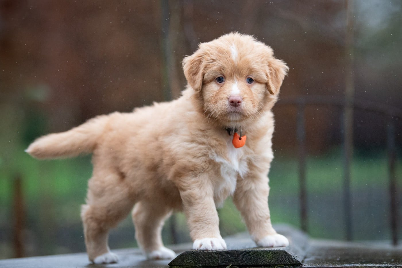 Aria (Femelle collier Orange)