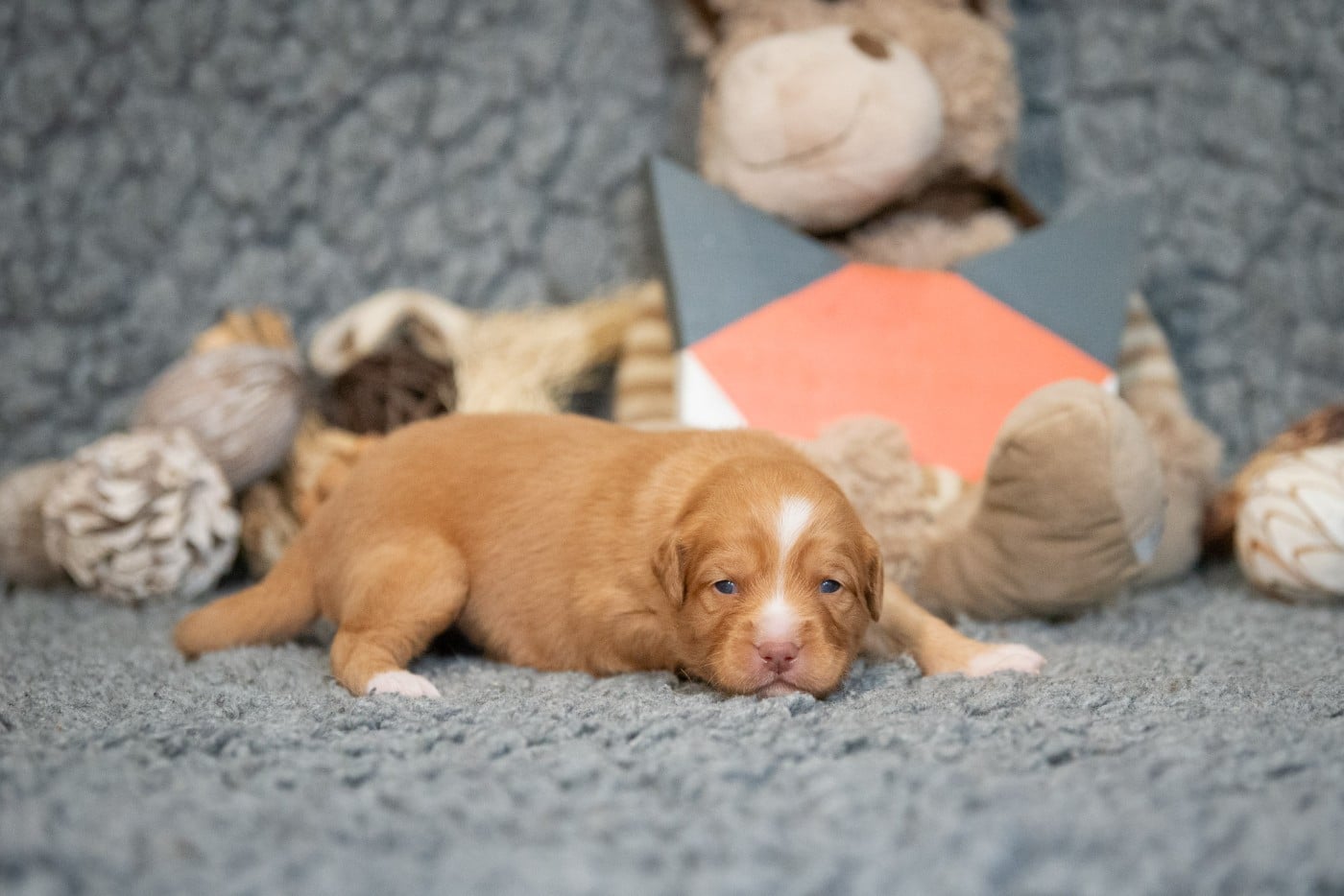 Aria (Femelle collier Orange)