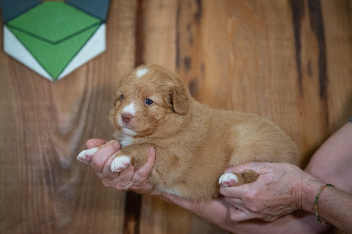 A'Baouw (Femelle collier Vert)