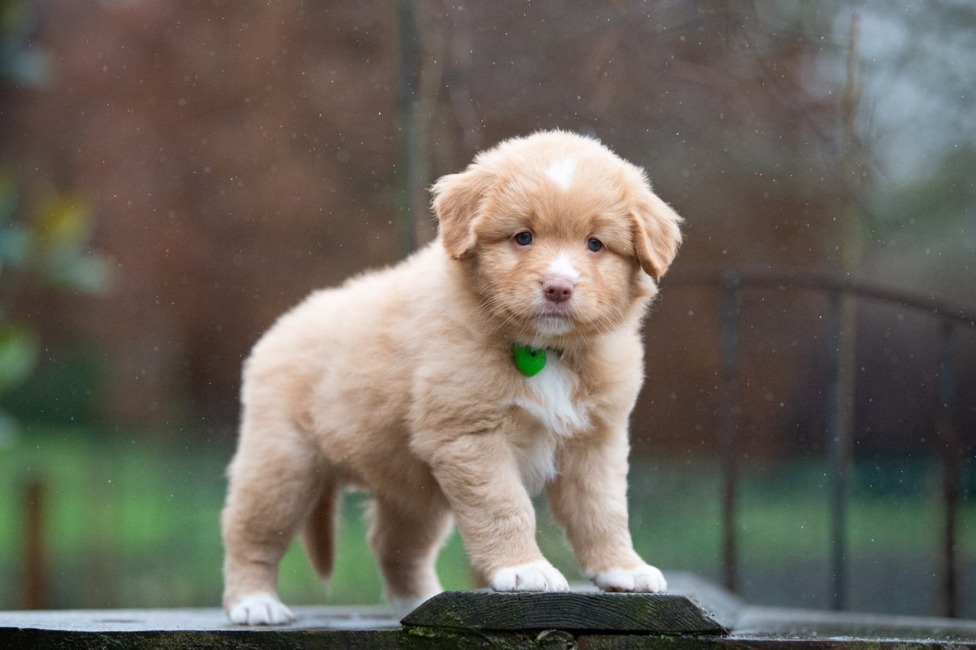 A'Baouw (Femelle collier Vert)