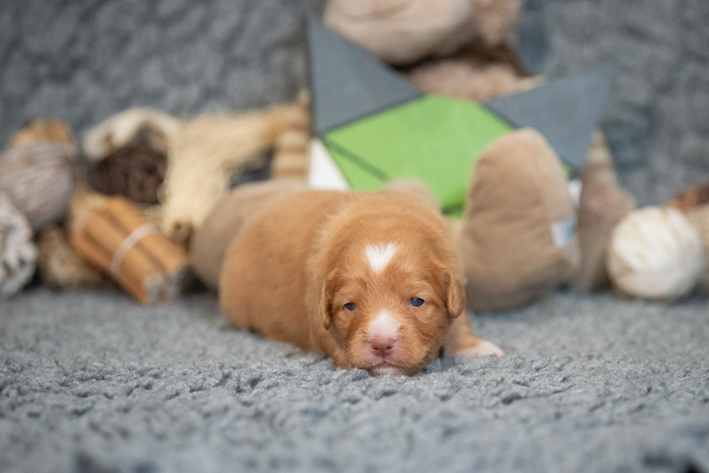 A'Baouw (Femelle collier Vert)