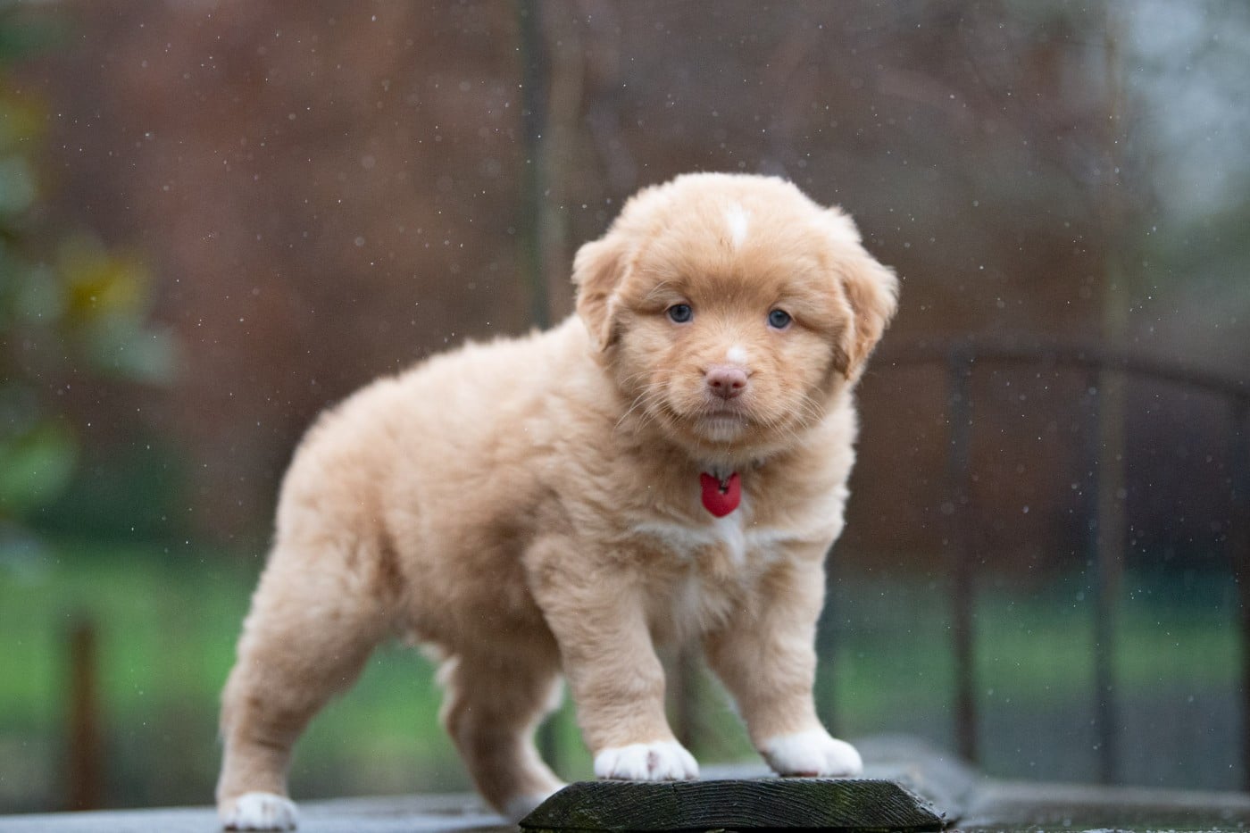 Asokha (Femelle collier Rouge)