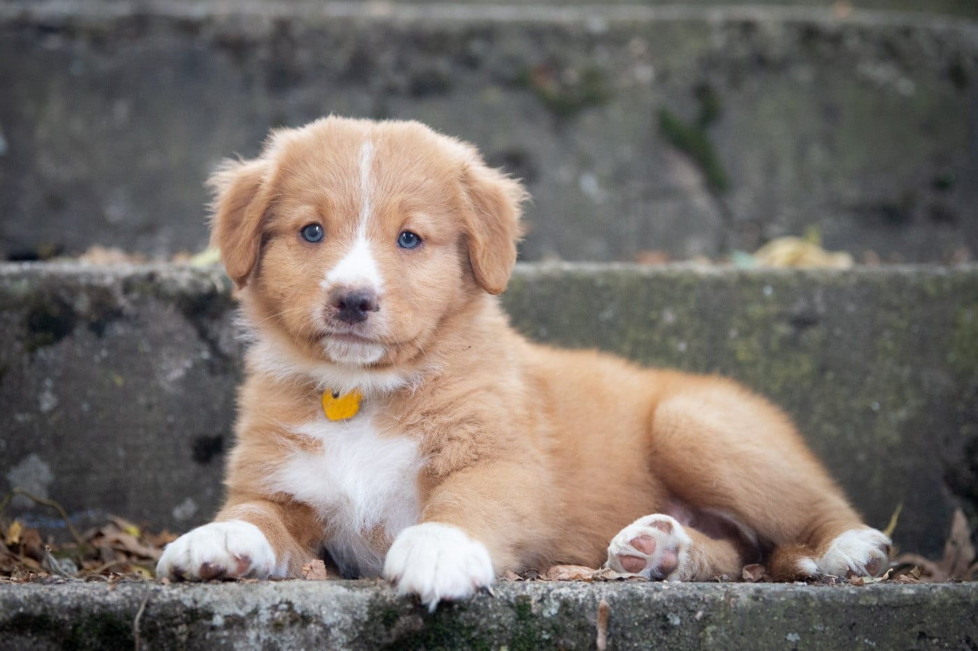 Bailey (Mâle collier Jaune)