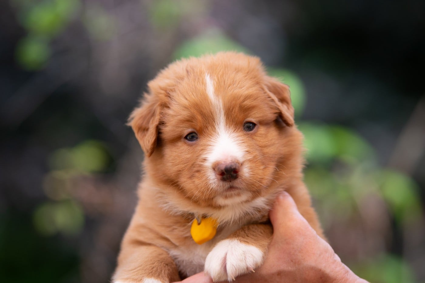 Bailey (Mâle collier Jaune)