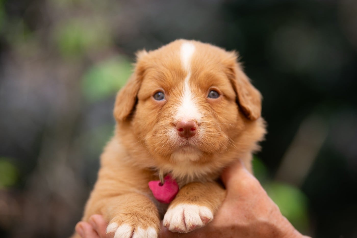 Biscotte Nova (Femelle collier Rose)