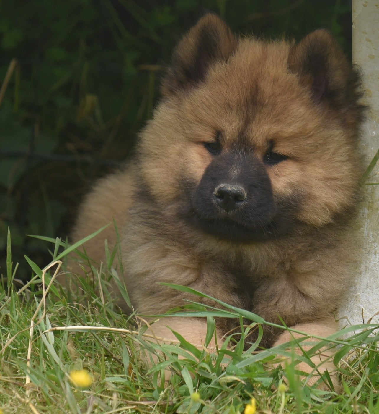 Chiot N°1