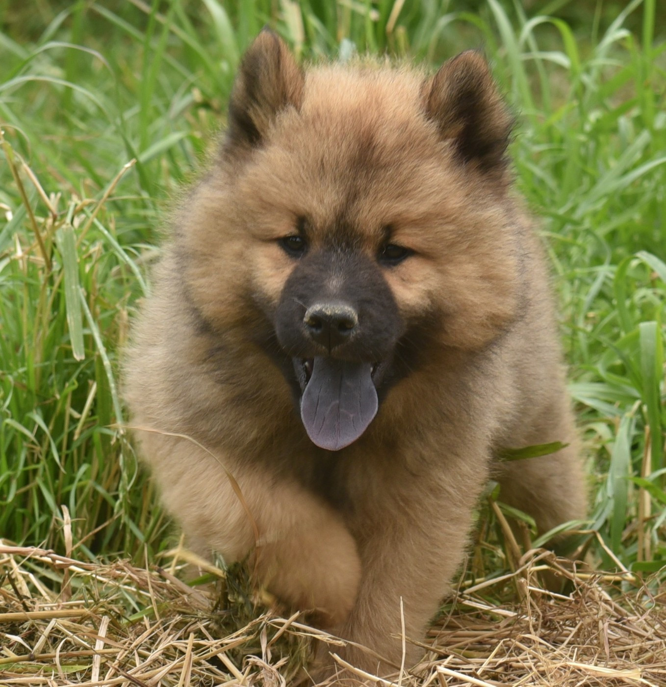 Chiot N°1