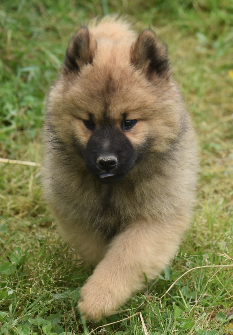 Chiot N°1
