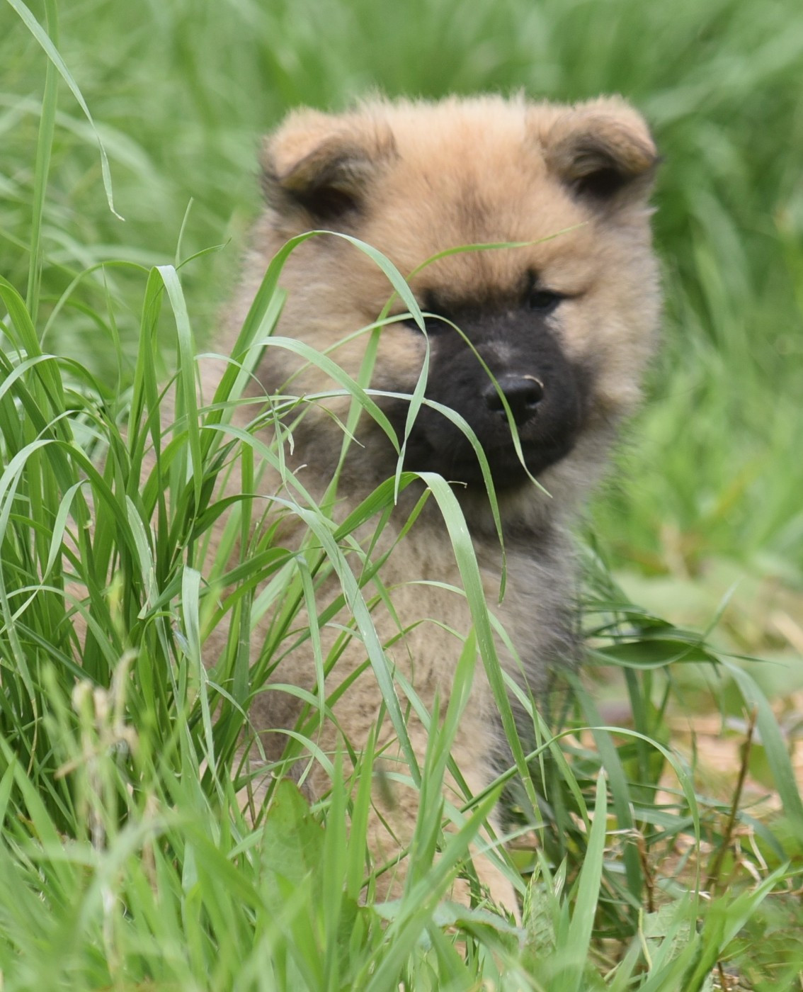 Chiot N°3