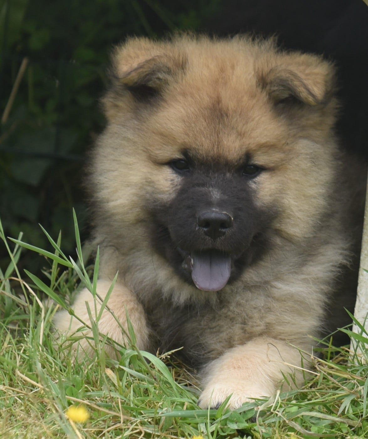 Chiot N°3