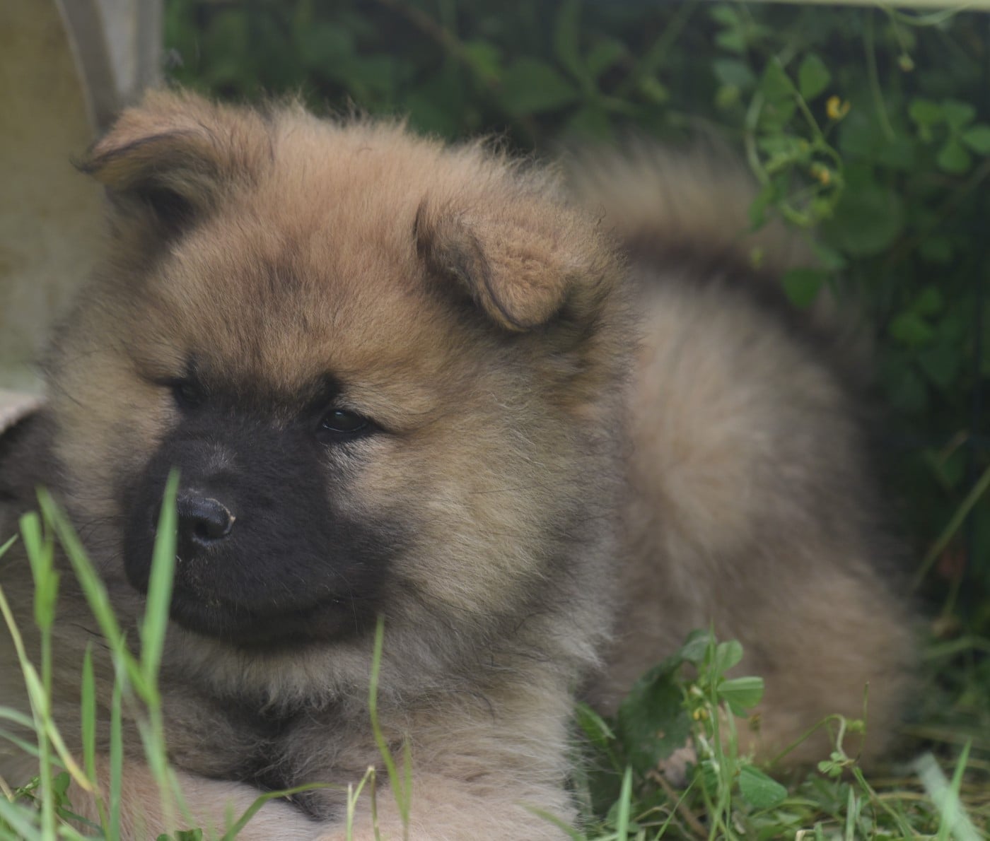 Chiot N°3