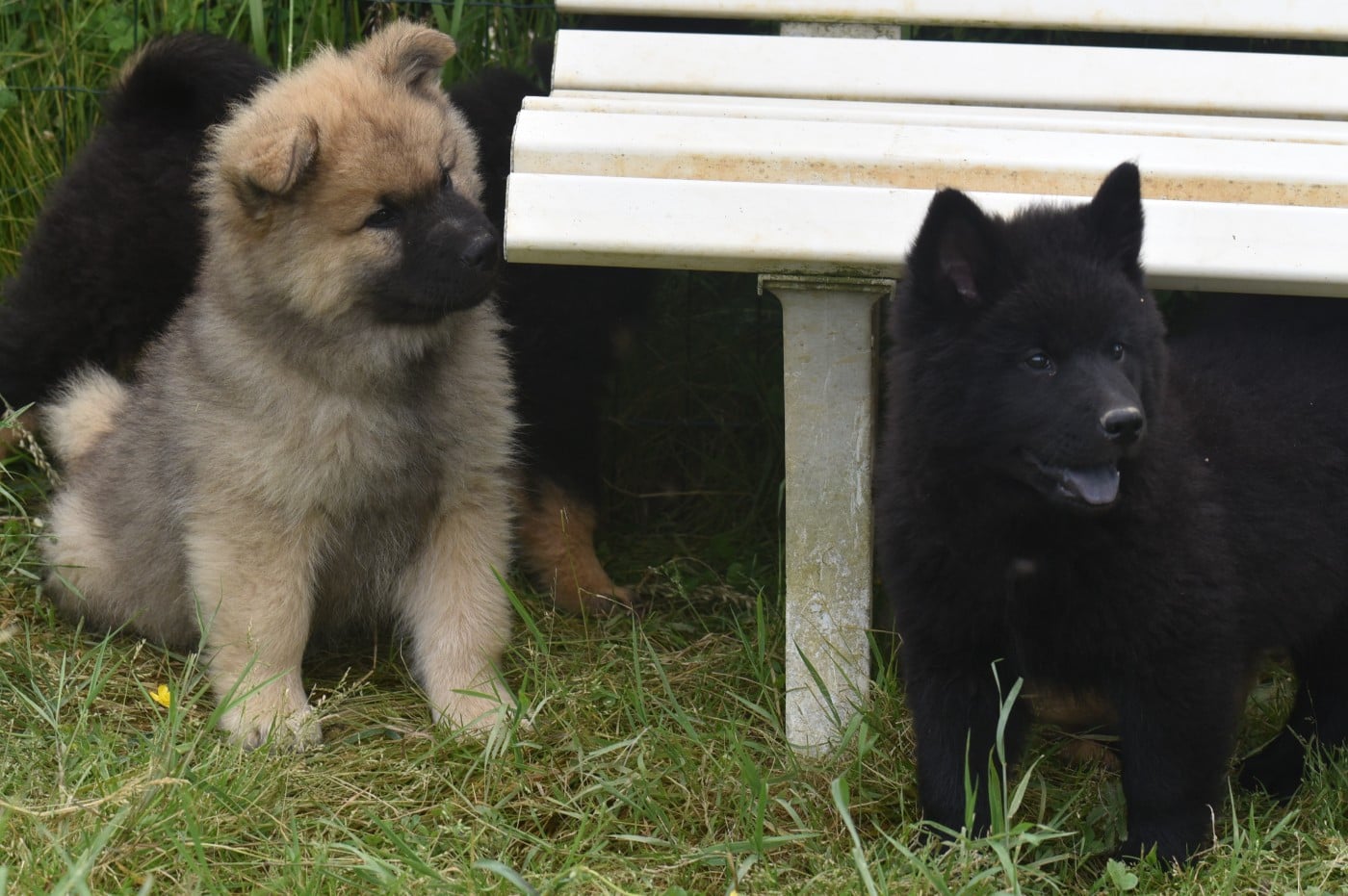 Eurasier - de nibele