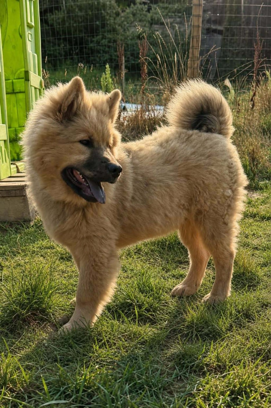 Eurasier - de nibele