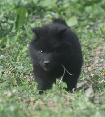 Les chiots de Eurasier