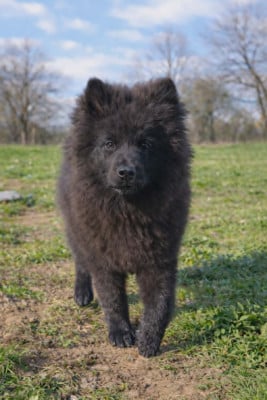 Les chiots de Eurasier