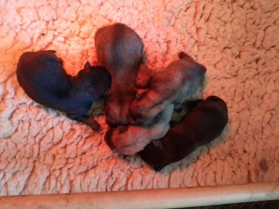 Les chiots de Eurasier